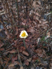 Zephyranthes alba