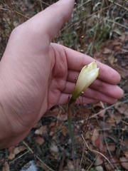 Zephyranthes alba