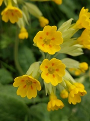 Primula veris
