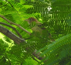 Pachysylvia aurantiifrons