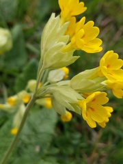 Primula veris