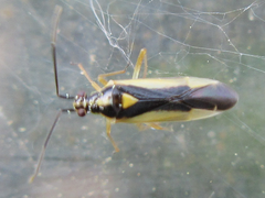 Dryophilocoris kerzhneri