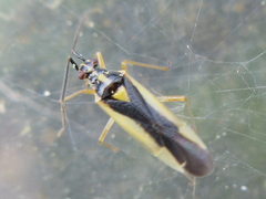 Dryophilocoris kerzhneri