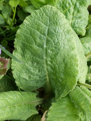 Primula veris