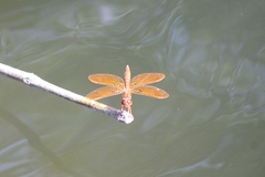 Perithemis tenera