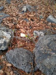 Zephyranthes alba