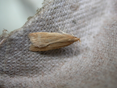 Helcystogramma rufescens