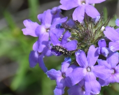 Acmaeodera neglecta neoneglecta