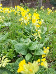Primula veris