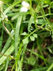 Cardamine hirsuta