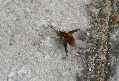 Bombylius major