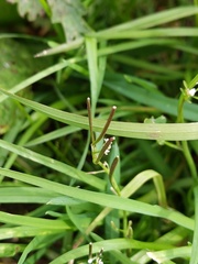 Cardamine hirsuta