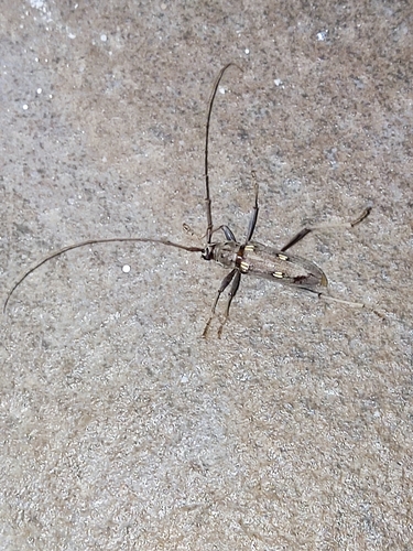 Eburia bonairensis · iNaturalist