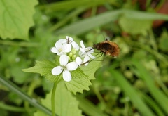 Bombylius major