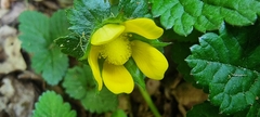 Potentilla indica
