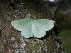 Geometra papilionaria