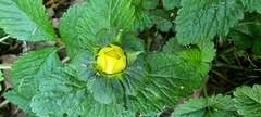 Potentilla indica