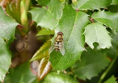 Syrphus torvus
