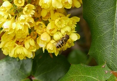 Syrphus torvus