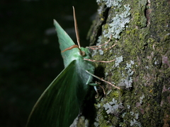 Geometra papilionaria