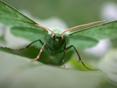 Geometra papilionaria