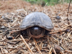 Kinosternon herrerai