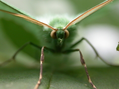 Geometra papilionaria