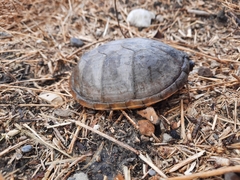 Kinosternon herrerai