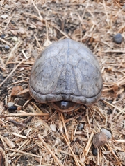 Kinosternon herrerai