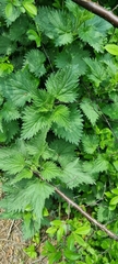 Urtica dioica