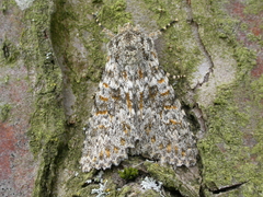 Polymixis flavicincta