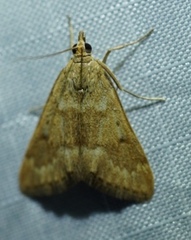 Achyra occidentalis