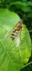 Syrphus
