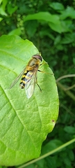 Syrphus