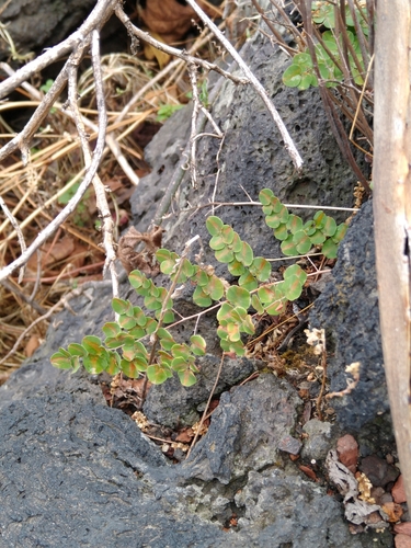 Image of Pellaea cordifolia by (c) Jordi Martínez Martínez, some rights reserved (CC BY)