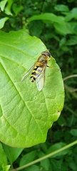 Syrphus