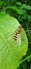 Syrphus