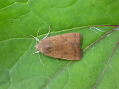 Noctua interjecta