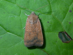 Noctua interjecta