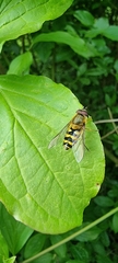 Syrphus