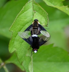 Ogcodocera leucoprocta