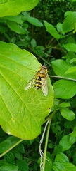 Syrphus