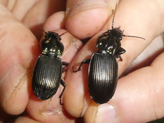 Megadromus bucolicus