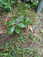 Talinum fruticosum