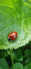 Adalia bipunctata