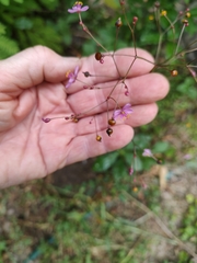Talinum fruticosum
