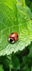 Adalia bipunctata