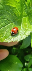 Adalia bipunctata