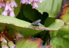 Calliphora vicina