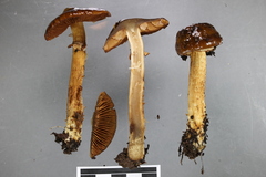 Cortinarius majestaticus